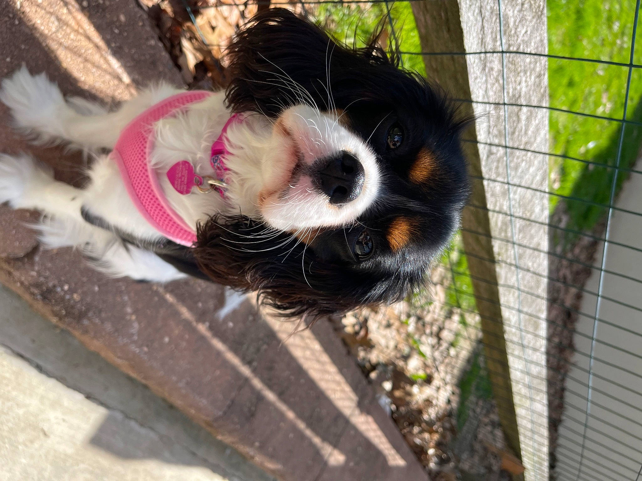 Beatrice is registered to the contest to win money with this photo: animal_shelter, canidae, carnivore, cavalier_king_charles_spaniel, collar, companion_dog, dog, dog_breed, fawn, fence, fur, grass, mesh, plant, snout, spaniel, sporting_group, tail, tree, whiskers