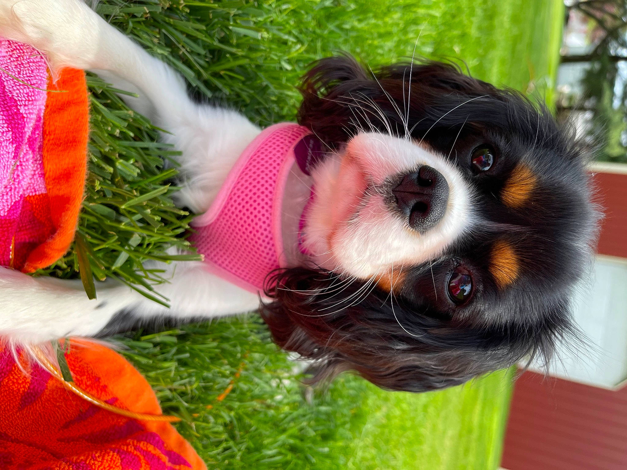 Beatrice is registered to the contest to win money with this photo: bernese_mountain_dog, canidae, carnivore, cavalier_king_charles_spaniel, companion_dog, dog, dog_breed, dog_supply, fawn, fur, grass, happy, plant, spaniel, sporting_group, sunglasses, tail, toy_dog, tree, whiskers