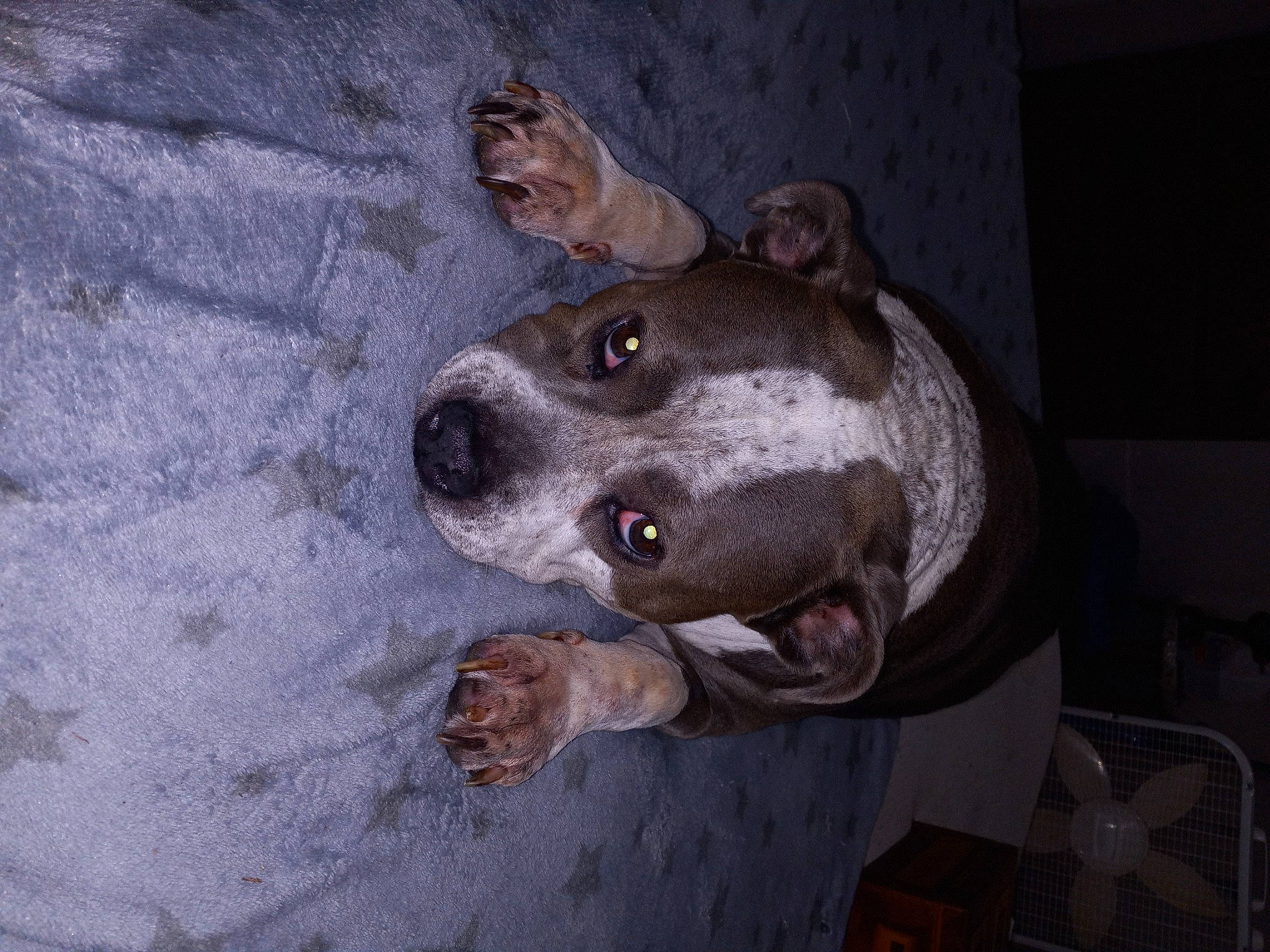 Karma is registered to the contest to win money with this photo: canidae, carnivore, chair, collar, dog, dog_breed, guard_dog, non_sporting_group, terrestrial_animal, whiskers, working_animal