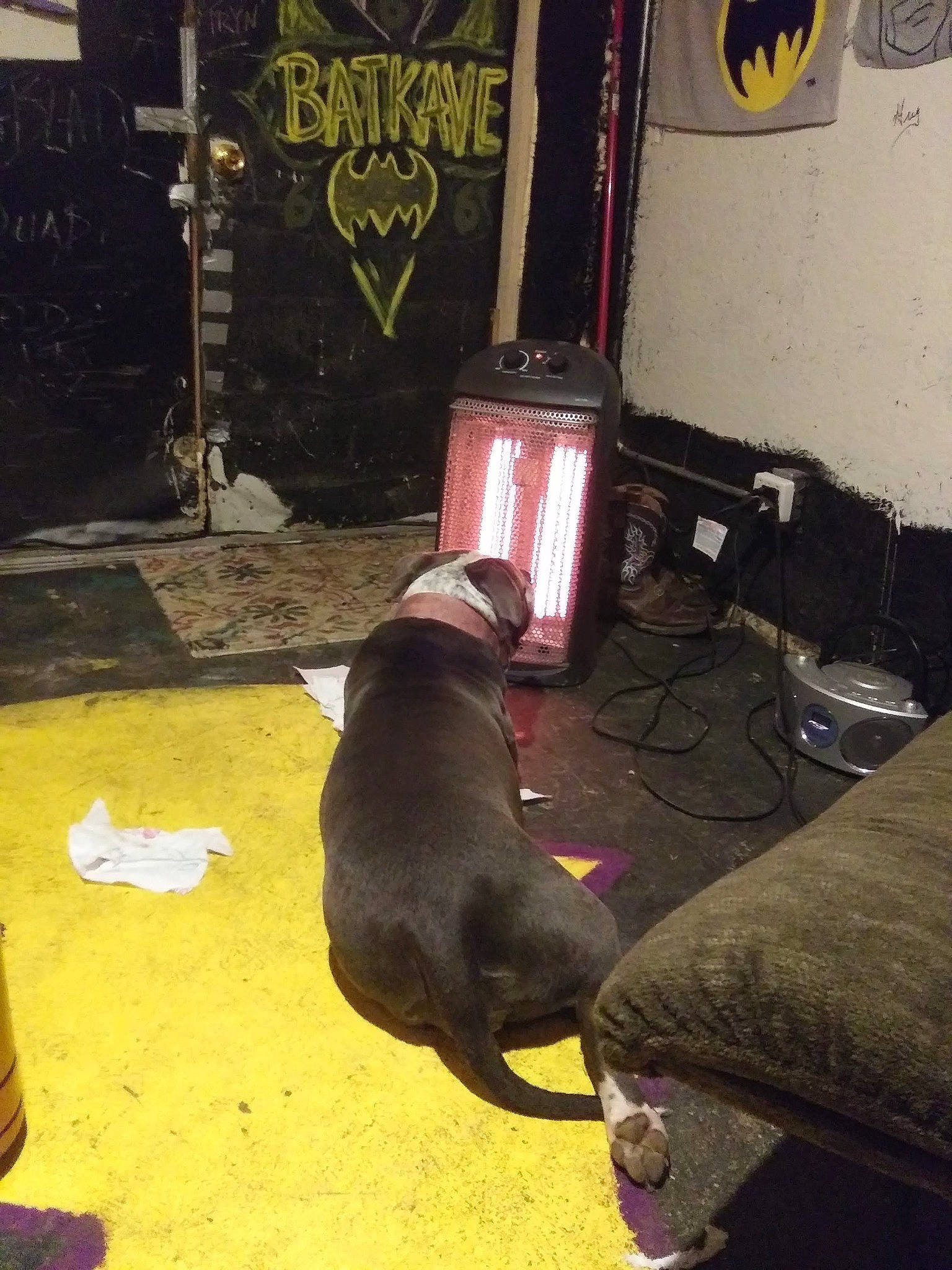 Karma is registered to the contest to win money with this photo: canidae, carnivore, comfort, companion_dog, dog, dog_breed, floor, flooring, hardwood, living_room, picture_frame, room, snout, sporting_group, tail, television, television_set, tints_and_shades, wood, working_animal