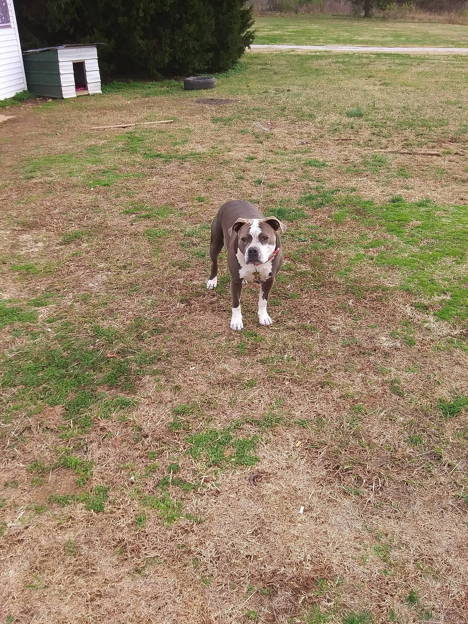 Karma is registered to the contest to win money with this photo: canidae, carnivore, companion_dog, dog, dog_breed, grass, grassland, groundcover, herding_dog, non_sporting_group, pasture, plant, snout, soil, sporting_group, tail, terrestrial_animal, tree, working_animal, working_dog