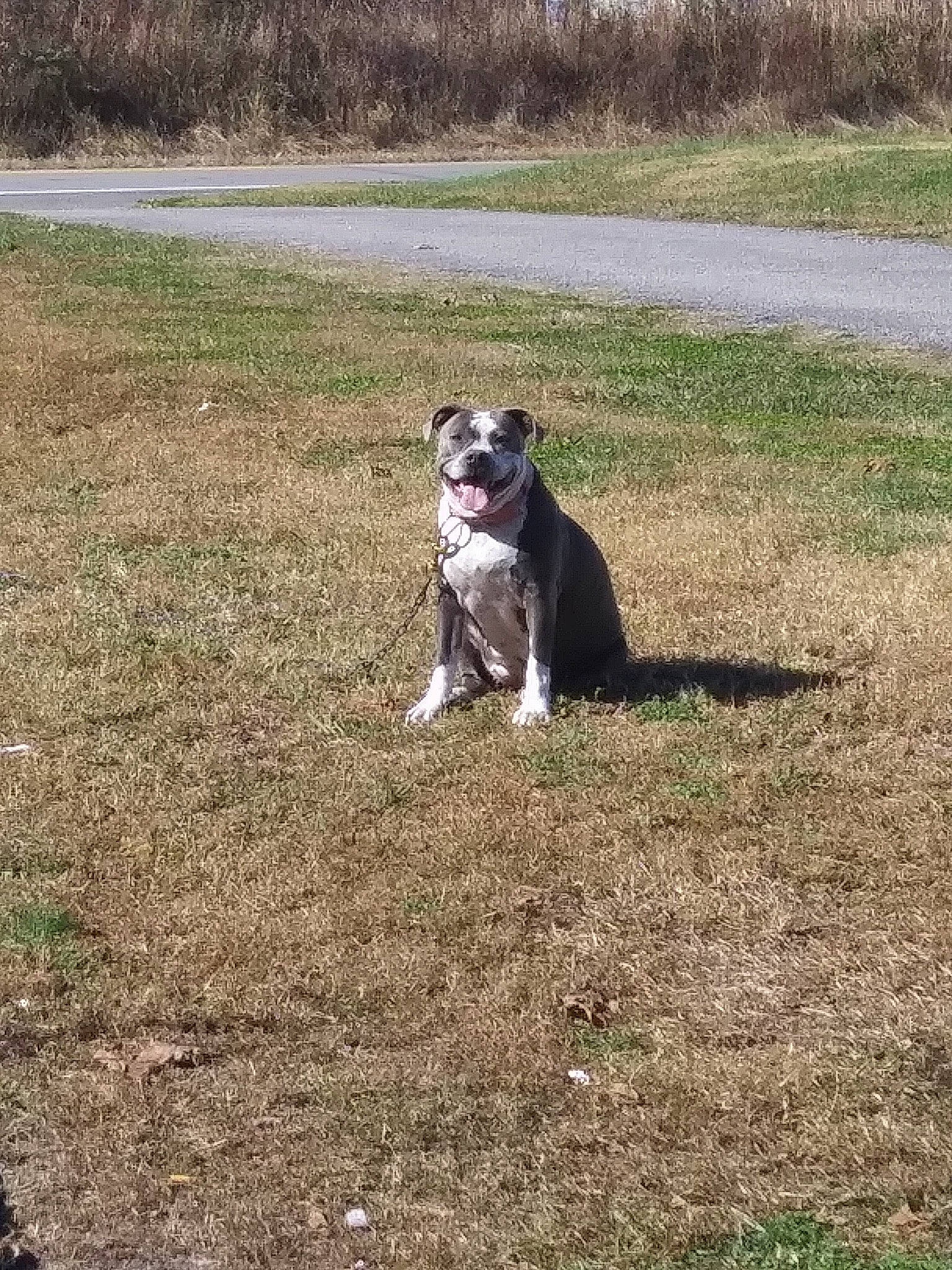 Karma is registered to the contest to win money with this photo: boston_terrier, canidae, carnivore, collar, companion_dog, dog, dog_breed, dog_collar, fawn, grass, leash, lure_coursing, pasture, plant, snout, soil, sporting_group, tail, terrier, working_animal