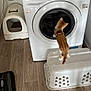 kitten, cat, washing_machine, laundry_room, floor, plastic_basket, cleaning_supplies, flooring, pet, curious, household, appliance, indoor, orange_cat, white_cat, pet_harness, container, plastic, home, furniture