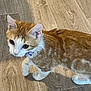 cat, orange_cat, white_cat, pet, collar, indoor, floor, wooden_floor, curious, animal, feline, walking, young_cat, domestic_cat, mammal, cute, closeup, side_view, four_legs, whiskers