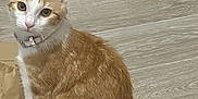 Aïko a rejoint le concours — aidez-le/la à gagner de superbes lots ! cat, orange_cat, white_cat, pet, collar, floor, wooden_floor, sitting, indoor, curious, animal, feline, domestic_cat, brown_paper_bag, looking, ears, whiskers, tail, cute, young_cat