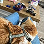 blue_jeans, cable, casual, cat, closeup, controller, cozy, cup, feline, harness, indoor, lap, living_room, orange_cat, pet, relaxing, resting, snacks, tv_screen, wooden_table