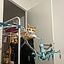 animal, bottle, cat, climbing, clothes, curious, domestic, door, drying_rack, fur, furniture, hanger, home, indoor, orange_cat, pet, plastic_clips, room, shelf, white_cat