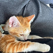 Aïko participe au concours pour gagner de l'argent avec cette photo : kitten, cat, orange_cat, white_cat, pet, feline, fur, paw, blanket, texture, cozy, resting, sleepy, closeup, indoor, animal, cute, collar, relaxing, soft
