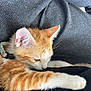 kitten, cat, orange_cat, white_cat, pet, feline, fur, paw, blanket, texture, cozy, resting, sleepy, closeup, indoor, animal, cute, collar, relaxing, soft