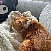 Aïko a rejoint le concours — aidez-le/la à gagner de superbes lots ! blanket, cat, collar, couch, cozy, cute, decor, domestic_animal, feline, fluffy_blanket, fur, gray_couch, home, indoor, orange_cat, pet, pillow, resting, sleeping, white_cat