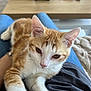 cat, kitten, orange_and_white, pet, lap, person, jeans, shirt, indoor, table, controller, remote, blurred_background, cozy, relaxed, animal, whiskers, ears, paws, feline