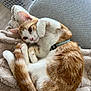 animal, blanket, cat, collar, couch, cozy, cute, domestic_cat, ears, fur, furniture, indoor, orange_cat, pet, relaxed, resting, sleeping, tail, whiskers, white_cat