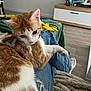 blanket, casual, cat, comfort, cozy, domestic, floor, fur, furniture, ginger_cat, home, indoor, jeans, lap, person, pet, relaxing, resting, television, white_cat