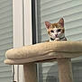 cat, orange_cat, white_cat, cat_tree, cat_toy, indoor, window, blinds, pet, animal, curious, feline, playful, domestic_cat, fur, whiskers, ears, paws, looking, resting