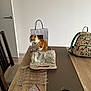 kitten, cat, table, bag, backpack, chair, glass, pills, wooden_table, floral_pattern, striped, indoor, minimalist, paper_bag, curious, orange_and_white, pet, domestic_animal, seated, soft_lighting
