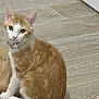 cat, orange_cat, white_cat, pet, collar, floor, wooden_floor, sitting, indoor, curious, animal, feline, domestic_cat, brown_paper_bag, looking, ears, whiskers, tail, cute, young_cat