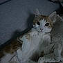 animal, blanket, cat, couch, cozy, curious, cute, domestic_animal, feline, fur, indoor, lying_down, mammal, orange, pet, relaxed, resting, soft, whiskers, white