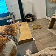 Aïko a rejoint le concours — aidez-le/la à gagner de superbes lots ! cat, collar, indoor, table, television, floor, blanket, furniture, pet_bed, wooden_floor, person, shoe, home, relaxation, living_room, cozy, rhinestone, orange_and_white_cat, lap, casual