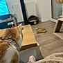 cat, collar, indoor, table, television, floor, blanket, furniture, pet_bed, wooden_floor, person, shoe, home, relaxation, living_room, cozy, rhinestone, orange_and_white_cat, lap, casual