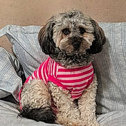 Dream is registered to the contest to win money with this photo: dog, curly_fur, pink_shirt, striped_shirt, pet, indoor, bed, bedding, cozy, curious, small_dog, cute, fluffy, sitting, portrait, animal, fur, ears, tail, domestic_animal