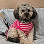 dog, curly_fur, pink_shirt, striped_shirt, pet, indoor, bed, bedding, cozy, curious, small_dog, cute, fluffy, sitting, portrait, animal, fur, ears, tail, domestic_animal