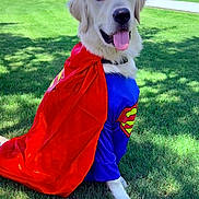 Noah Blue joined the competition — help win amazing prizes! dog, golden_retriever, superhero_costume, cape, grass, outdoor, sunlight, pet, canine, smiling, tongue_out, costume, red_cape, blue_suit, park, animal, cute, playful, summer, friendly