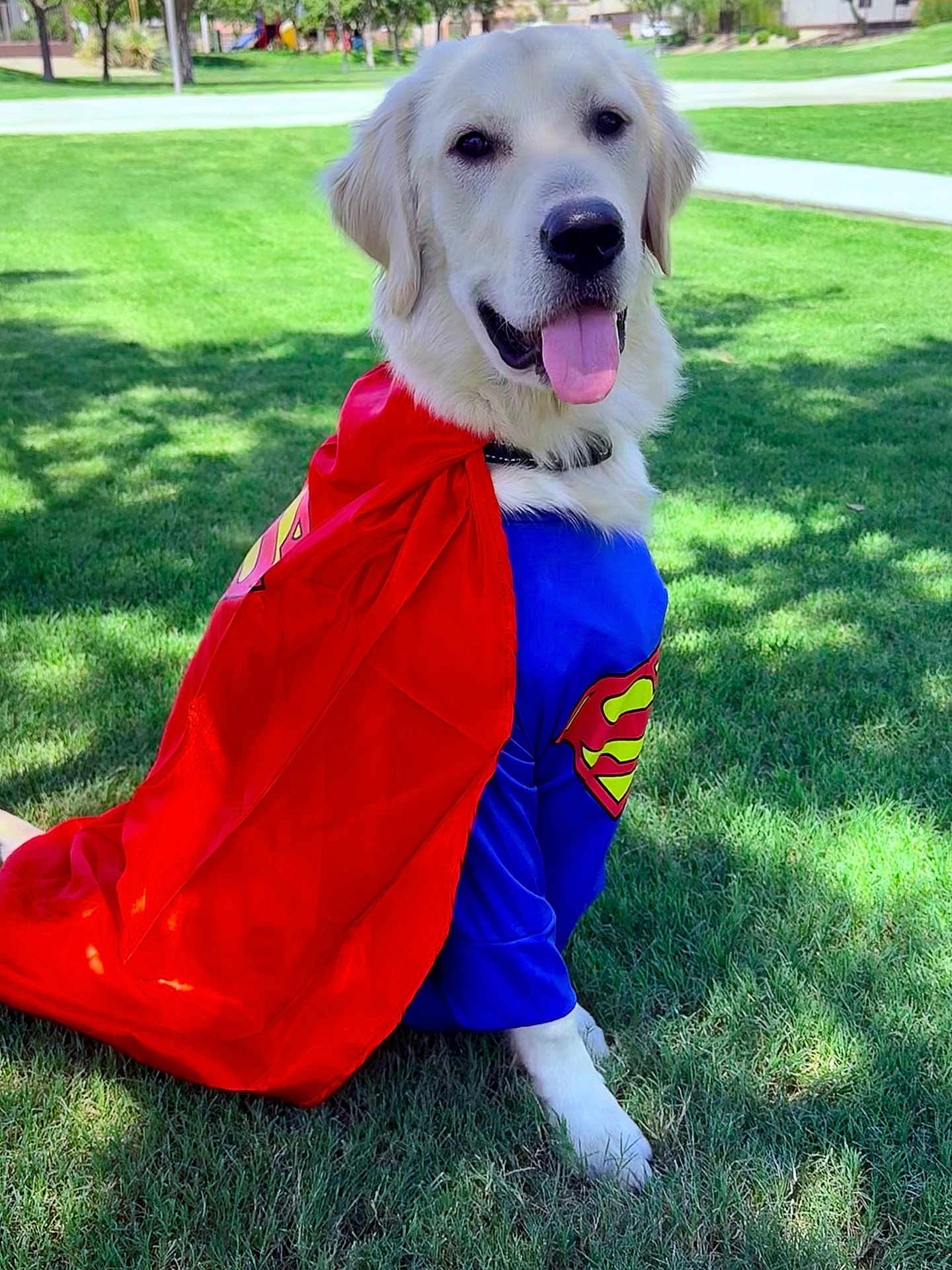 Noah Blue joined the competition — help win amazing prizes! dog, golden_retriever, superhero_costume, cape, grass, outdoor, sunlight, pet, canine, smiling, tongue_out, costume, red_cape, blue_suit, park, animal, cute, playful, summer, friendly