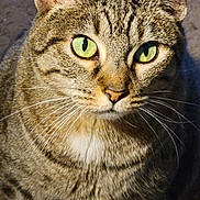 Abby is registered to the contest to win money with this photo: alert, animal, cat, close_up, cute, domestic_cat, ears, face, feline, focused, fur, green_eyes, indoor, looking, mammal, nose, pet, portrait, tabby, whiskers