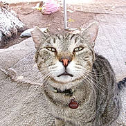 Fatty joined the competition — help win amazing prizes! cat, tabby, collar, tag, outdoor, rug, tree, dirt, pet, animal, whiskers, ears, fur, closeup, sitting, looking, domestic, feline, nature, gray