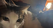 Leo is registered to the contest to win money with this photo: animal, blur, cat, close_up, cozy, curious, domestic, ear, eyes, face, feline, fur, indoor, light, pet, resting, shadow, soft_focus, whiskers, window