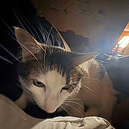 Leo joined the competition — help win amazing prizes! cat, indoor, bed, whiskers, ears, fur, close_up, animal, pet, resting, light, shadow, doorway, room, comfort, curious, relaxed, white, gray, soft