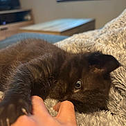 Tokia a rejoint le concours — aidez-le/la à gagner de superbes lots ! kitten, black_cat, playing, bite, human_hand, blanket, cozy, fuzzy, indoor, window, wooden_furniture, blurred_background, pet, animal, cute, young_cat, claws, resting, soft_texture, interaction