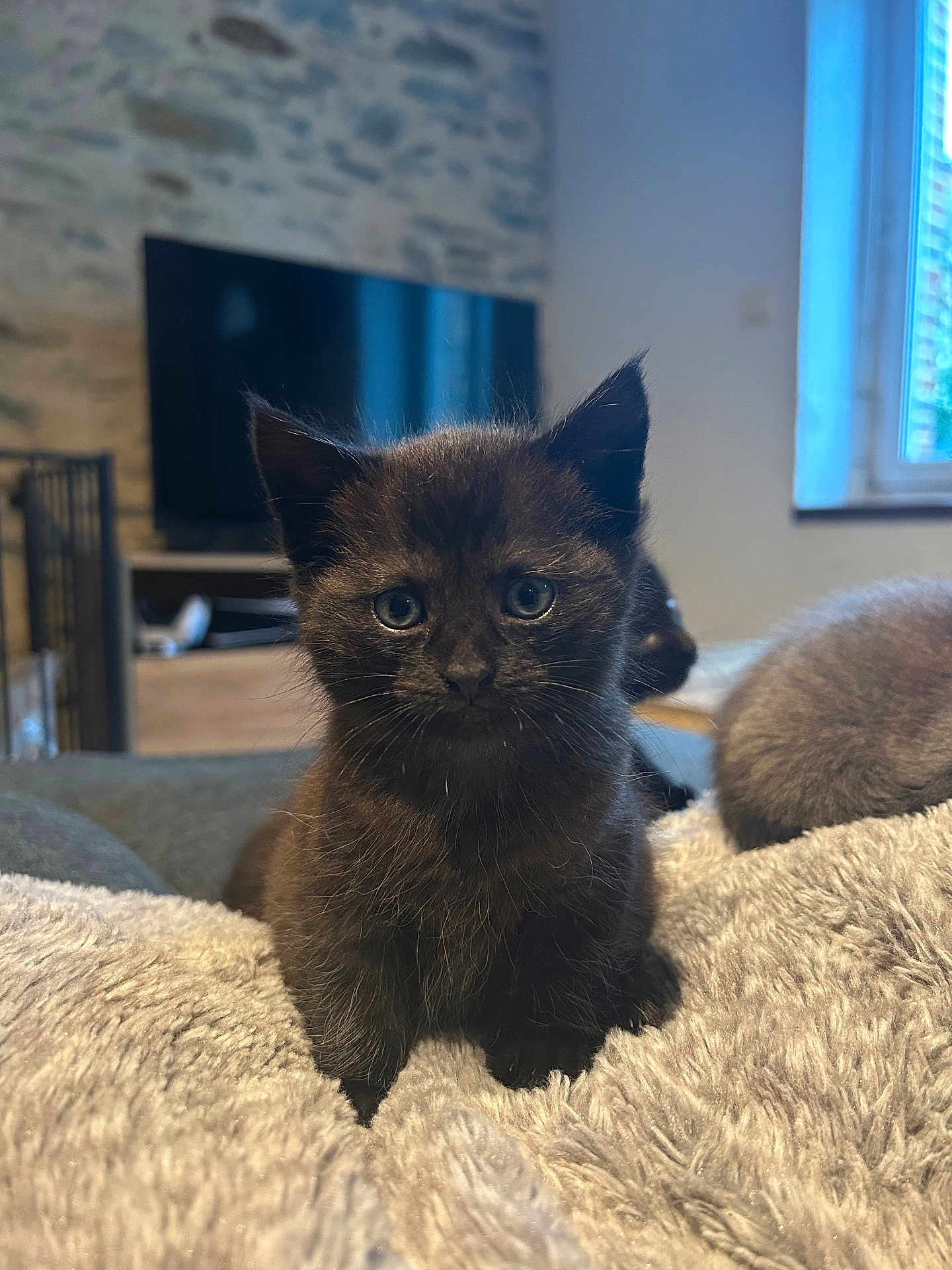 Tokia a rejoint le concours — aidez-le/la à gagner de superbes lots ! kitten, black_cat, cat, pet, indoor, fluffy_blanket, furniture, window, stone_wall, cute, animal, young, small, cozy, domestic, fur, sitting, curious, soft_light, companion