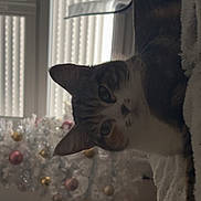 Tinka a rejoint le concours — aidez-le/la à gagner de superbes lots ! blanket, cat, christmas_tree, cozy, curious, curtains, decorations, face, feline, fur, holiday, home, indoor, living_room, ornaments, pet, soft_light, tabby, whiskers, window