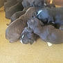 puppies, newborn, sleeping, snuggling, black_puppies, brown_puppies, floor, animal_group, cute, young_animals, indoors, pile, furry, canine, pets, soft, warm, resting, small_animals, stacked