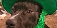 Bowser joined the competition — help win amazing prizes! dog, black_dog, green_hat, costume, indoor, carpet, pet, animal, beard, closeup, face, furniture, blurred_background, floor, seated, household, curious, calm, portrait, playful