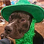 dog, black_dog, green_hat, costume, indoor, carpet, pet, animal, beard, closeup, face, furniture, blurred_background, floor, seated, household, curious, calm, portrait, playful