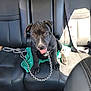 puppy, dog, black_dog, car_interior, backseat, leash, towel, pet, animal, cute, tongue_out, happy, sitting, seatbelt, sunlight, leather_seat, domestic_animal, young_dog, companion, pet_accessory