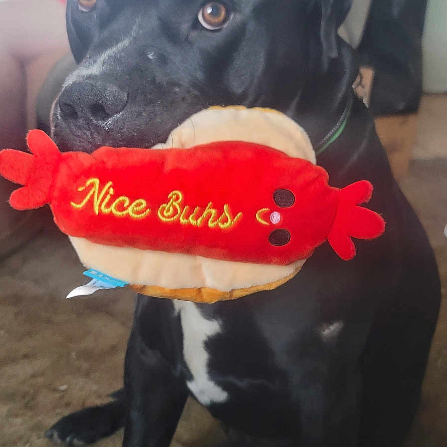 Bowser is registered to the contest to win money with this photo: animal, black_dog, blurred_background, brown_eyes, carpet, close_up, companion, cute, dog, domestic, funny_text, household, indoor, living_room, person, pet, plush_toy, seated, soft_toy, toy