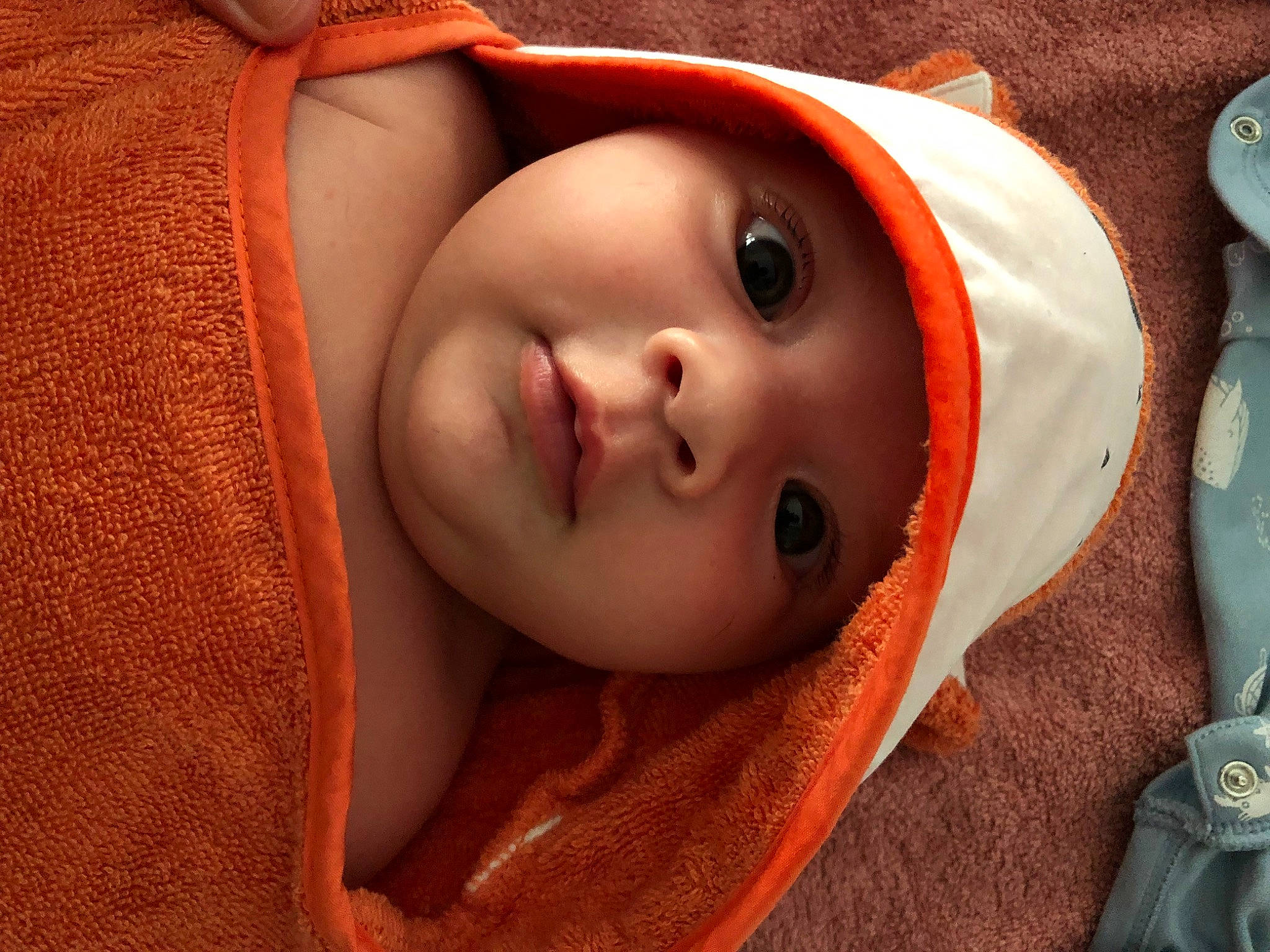 Freya a rejoint le concours — aidez-le/la à gagner de superbes lots ! art, baby, cheek, child, close_up, comfort, eye, eyebrow, eyelash, fur, head, headwear, iris, lip, mouth, nose, orange, person, skin, sleeve