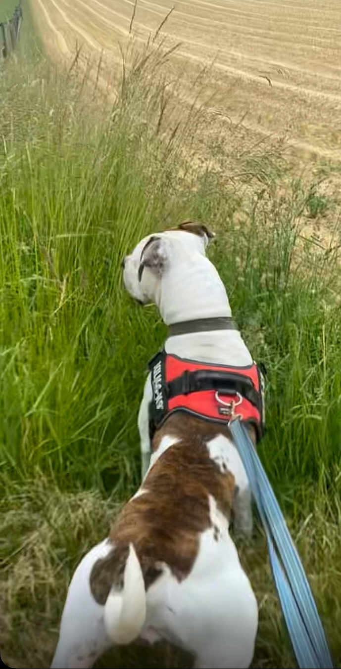 Banjo a rejoint le concours — aidez-le/la à gagner de superbes lots ! dog, canine, leash, harness, grass, field, outdoor, nature, walking, pet, animal, brown, white, sniffing, rural, path, summer, daytime, tail, exploring