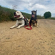 Banjo a rejoint le concours — aidez-le/la à gagner de superbes lots ! dog, canine, outdoor, dirt_road, leash, harness, sky, cloudy, greenery, grass, nature, pets, animal, resting, smiling, happy, muzzle, two_dogs, walking, summer