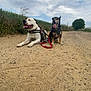 dog, canine, outdoor, dirt_road, leash, harness, sky, cloudy, greenery, grass, nature, pets, animal, resting, smiling, happy, muzzle, two_dogs, walking, summer