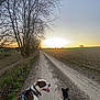 Banjo a rejoint le concours — aidez-le/la à gagner de superbes lots ! dog, leash, walk, sunset, dirt_road, trees, field, nature, outdoor, sky, bare_trees, canine, pets, evening, rural, landscape, path, animal, walking, scenery