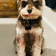 Baxter is registered to the contest to win money with this photo: dog, pet, canine, tongue_out, fluffy, sitting, carpet, indoor, collar, tag, fur, ears, cute, animal, mammal, friendly, domestic, portrait, brown, white