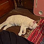 Ivy joined the competition — help win amazing prizes! cat, sleeping, white_cat, wooden_floor, rug, indoor, cozy, blanket, resting, pet, feline, relaxing, home, floor, animal, quiet, domestic, fur, cute, peaceful