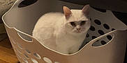 Ivy is registered to the contest to win money with this photo: cat, white_cat, laundry_basket, indoor, wooden_floor, furniture, blanket, curious, pet, animal, domestic, cozy, sitting, household, home, floor, plastic, quiet, relaxed, cute