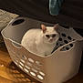 cat, white_cat, laundry_basket, indoor, wooden_floor, furniture, blanket, curious, pet, animal, domestic, cozy, sitting, household, home, floor, plastic, quiet, relaxed, cute