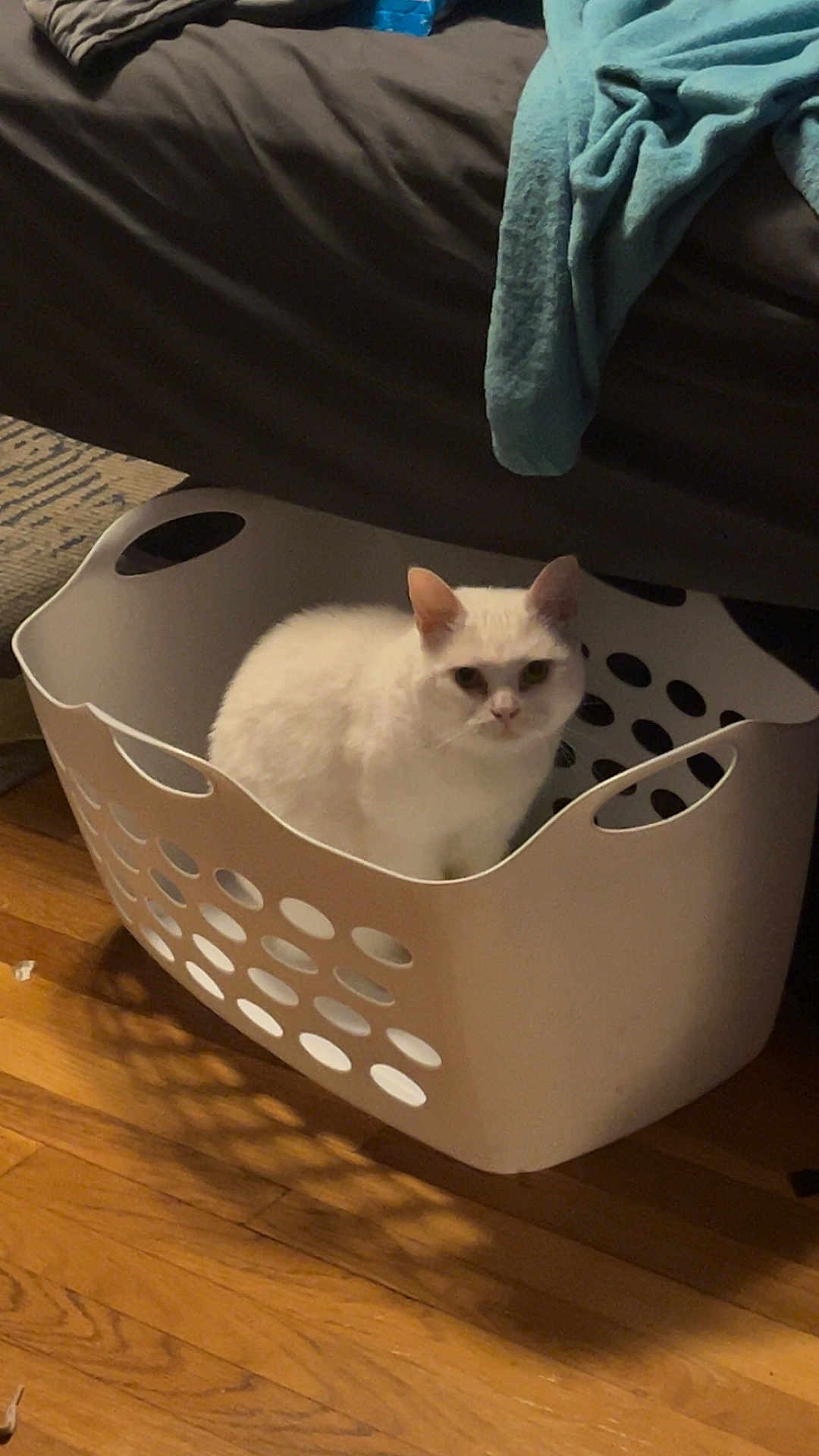 Ivy is registered to the contest to win money with this photo: cat, white_cat, laundry_basket, indoor, wooden_floor, furniture, blanket, curious, pet, animal, domestic, cozy, sitting, household, home, floor, plastic, quiet, relaxed, cute