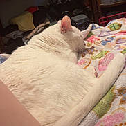Ivy is registered to the contest to win money with this photo: cat, white_cat, sleeping, feline, pet, indoor, blanket, patterned_blanket, cozy, relaxation, fur, tail, animal, mammal, resting, home, furniture, clutter, comfort, soft